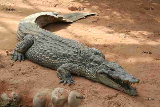 louer crocodile