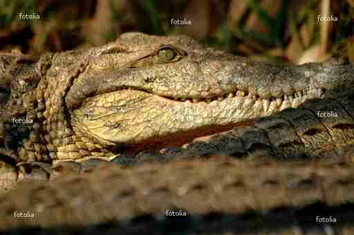 louer crocodile