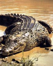 louer crocodile Crealys