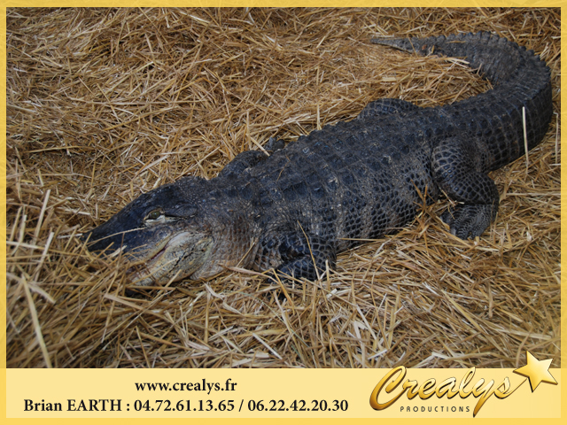 location crocodile